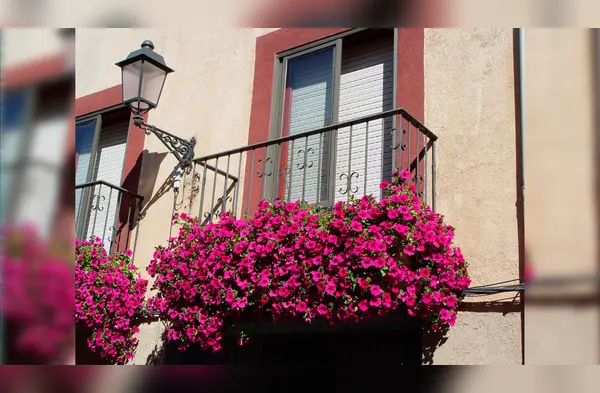 Flores para balcón wapa.pe