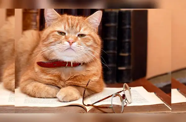 Cuidados de mascotas: Tres señales para identificar que tu gato está envejeciendo | animales | felinos wapa.pe