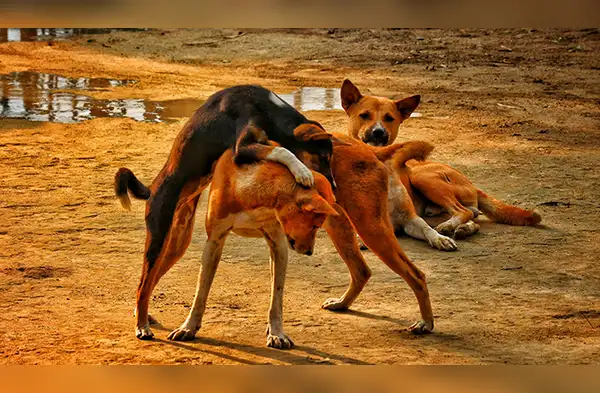 Facebook: estudiantes inician proyecto para alimentar a perros callejeros | animales | mascotas | PNP wapa.pe