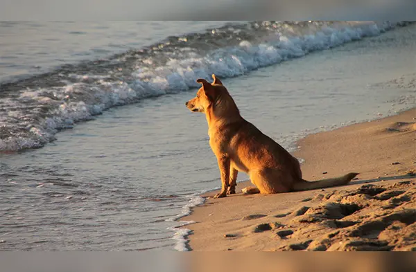 Facebook: Perro caminó más de 100 km para morder a dueño que lo abandonó | animales | mascotas | virales wapa.pe