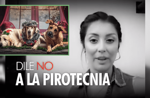 Famosos peruanos se unen en campaña de mascotas