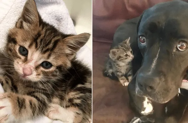 Pitbull se convierte en "madre adoptiva" de un gatito encontrado en la calle