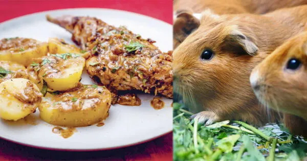 Receta del Picante de cuy wapa.pe