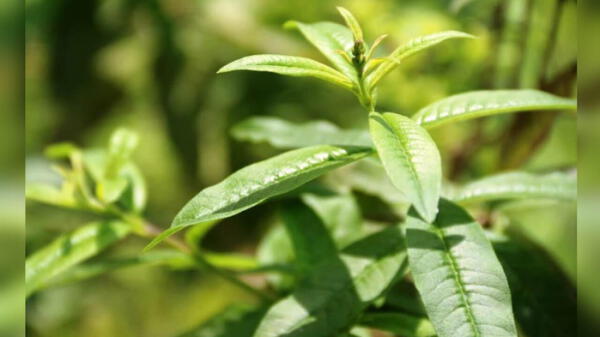 Qué plantas medicinales para combatir males respiratorios