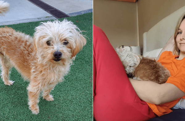 Instagram viral: Kristen Bell enternece las redes por adoptar perrito que perdió una pierna: Se peleó con un camión fotos