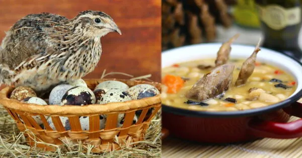 Caldo de codorniz: receta y beneficios. wapa.pe