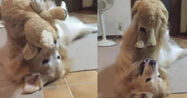 Perrito ama jugar en el suelo con su peluche como si fuera un niño wapa.pe