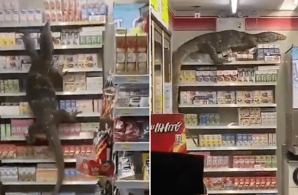 Twitter viral: Lagarto gigante ingresó a supermercado y empezó a derrumbar todo a su paso: Nos va a matar video