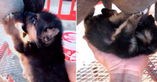 Perrito es amamantado por cabra tras ser rechazado por su camada wapa.pe