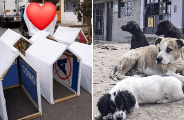 Facebook viral: En Ica la propaganda electoral fue convertida en cientos de casitas para los perritos sin hogar fotos