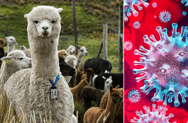 Coronavirus: Científicos de Chile descubren que anticuerpos de la alpaca combate la variante brasileña británica y sudafricana del Covid-19