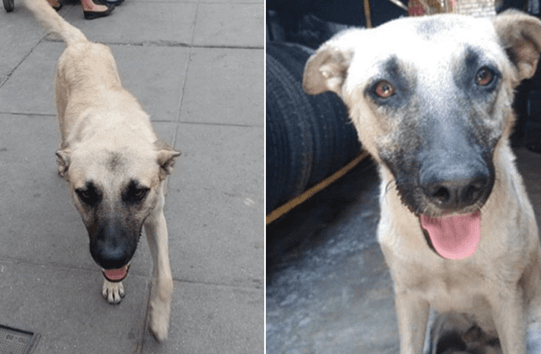 UNMSM: Perrito busca nuevo hogar antes de ser abandonado por su dueño: wapa.pe