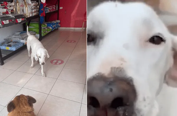 Facebook viral: No le volvieron a abrir detallan sobre caso de perrito abandonado por su familia que regresó a su hogar fotos
