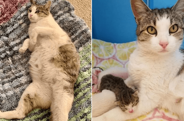 Instagram viral: Gata embarazada llegó hasta la casa de una extraña suplicó ayuda y ahora vive feliz junto a sus crías fotos