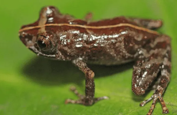 Amazonas: Hallan nueva especie de rana la marsupial que fue registrada por primera vez en tierras peruanas fotos