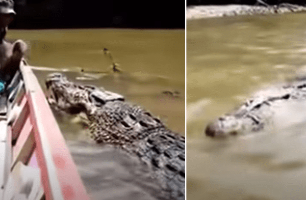 Youtube viral: Hombre cuida y alimenta a un enorme cocodrilo que se comporta con un animal doméstico video