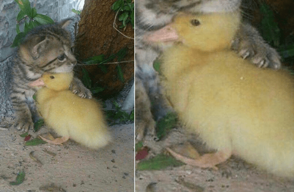 Gato protege a su amigo patito con un fuerte abrazo y sacando las garras wapa.pe