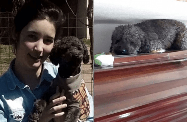 Perro visita cada semana el ataúd de su dueña que falleció hace 4 años wapa.pe