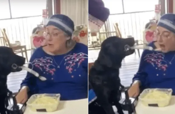 Cachorro se encarga de hacer comer a su dueña tetrapléjica en silla de ruedas wapa.pe