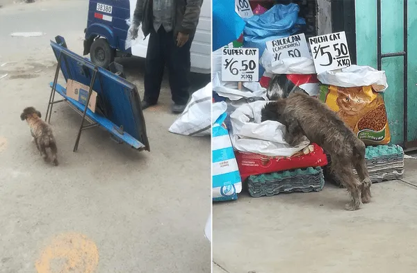 Lima: Dueño de tienda permite que los perros callejeros se alimenten de sus productos wapa.pe