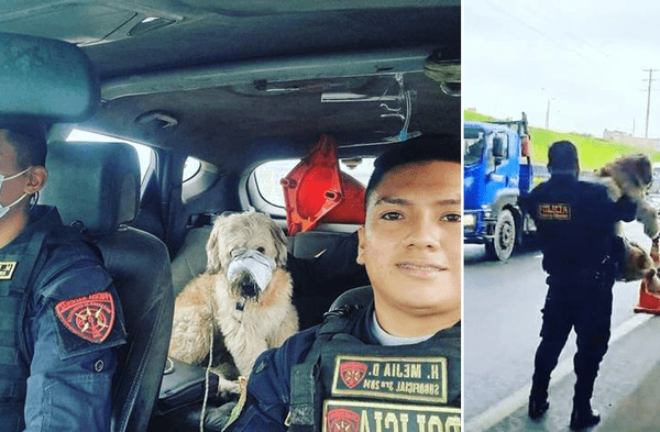 Los Olivos: Perro atropellado en la Panamericana Norte fue rescatado por integrantes de la PNP fotos