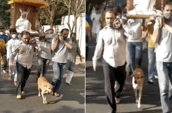 Youtube viral: Perro sin hogar acompañó por 5 kilómetros el ataúd de mujer fallecida que lo alimentaba siempre fotos