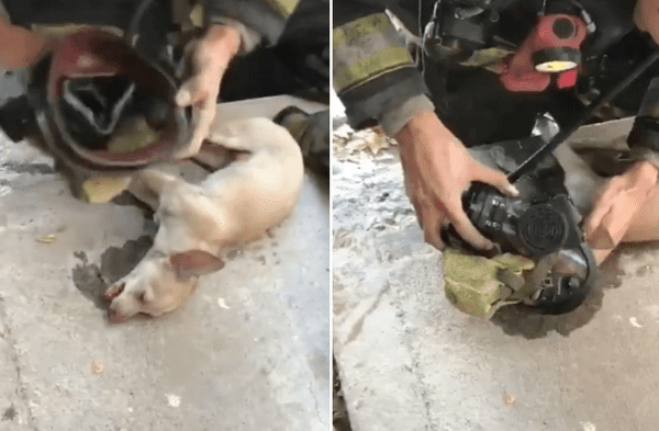 Youtube viral: Perro atrapado en incendio logro sobrevivir tras recibir máscara de oxígeno otorgada por bombero video