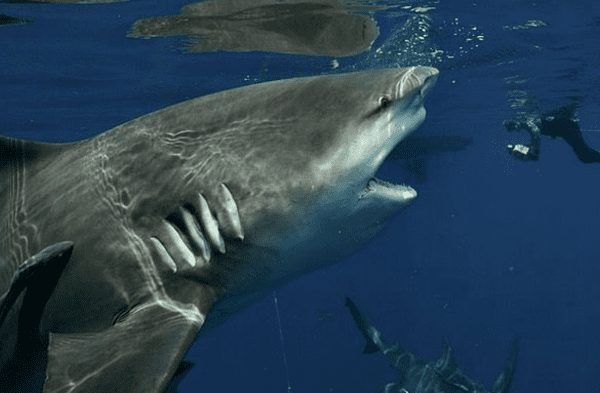 Instagram viral: Gigantesco tiburón fue encontrado por experimentado buzo de 55 años en el mar de Florida USA fotos