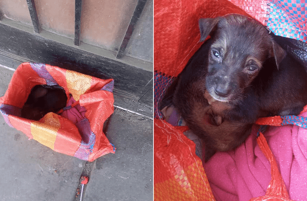 SJL: Dos perros recién nacidos fueron abandonados en una bolsa de mercado denunciaron a través de Facebook fotos