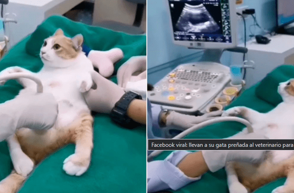 Facebook viral: Gata fue llevada al veterinario por un dolor abdominal y descubre que estaba embarazada de 5 video