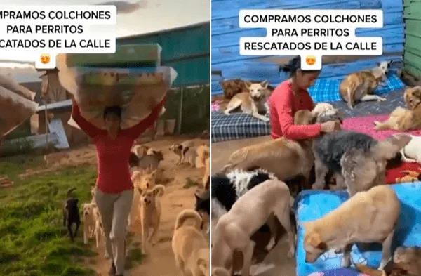Instagram viral: Pareja que fundó refugio para animales compró colchones para que los perros descansen mejor video