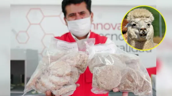 Crean hamburguesa de alpaca para evitar el cáncer