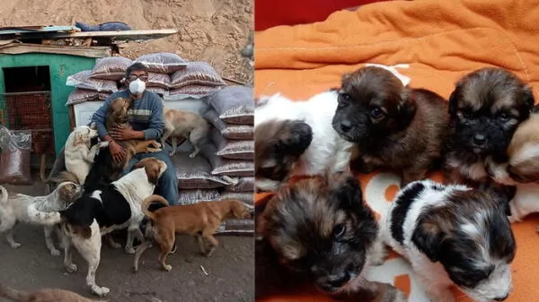 Dueño de albergue Can Martín revela momentos difíciles para perros y gatos rescatados tras pandemia de COVID-19