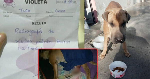 San Juan de Lurigancho: piden apoyo para costear operación de perrita callejera atropellada por camión