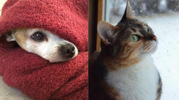 cómo evitar enfermedades en perros y gatos durante invierno