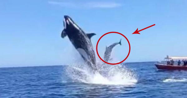 Captan momento exacto en que una orca salta y golpea a un delfín en el aire