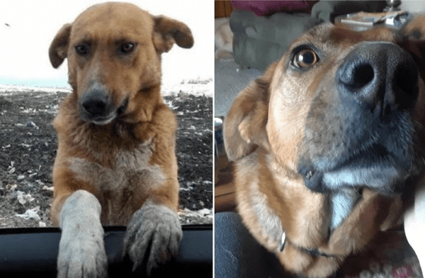 Facebook viral: Mujer que visitaba un basurero para ayudar a los animales sin hogar termina adoptando a un perro fotos