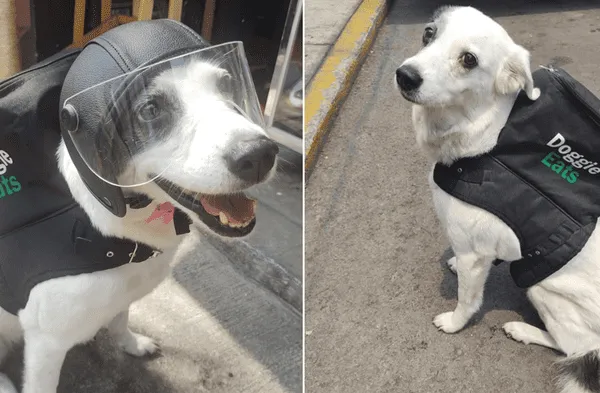 Cachorra trabaja como repartida de alimentos para recaudar fondos para su refugio wapa.pe
