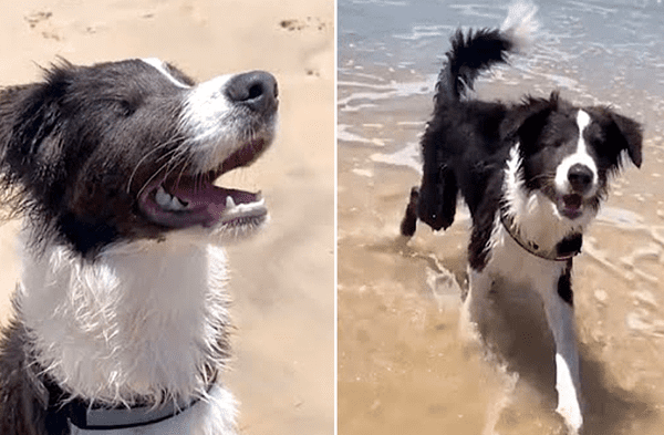 Facebook viral: Perro con ceguera fue llevado a la playa por primera vez y se emocionó al sentir el mar y la arena video
