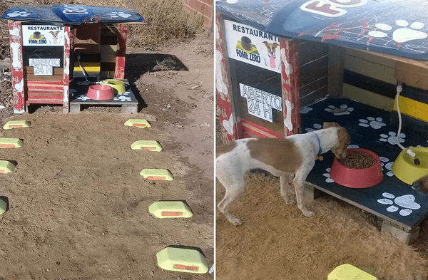 Facebook viral: Joven y su madre instalan un comedero para los perros callejeros que estará abierto las 24 horas fotos