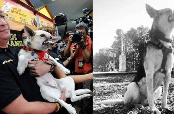 Facebook viral: Murió Kabang la cachorra que perdió la mitad del rostro por salvar a dos niñas de ser atropelladas por una moto fotos