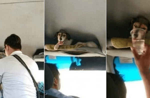 Facebook viral: Chofer de autobús frenó por un momento y bajó para rescatar a un perro abandonado muy sediento fotos
