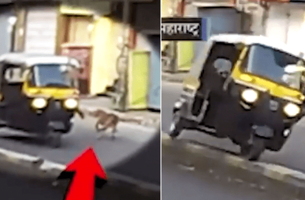 Twitter viral: Hombre que trabaja en mototaxi termina volcándose segundos después de intentar patear a un perro callejero video
