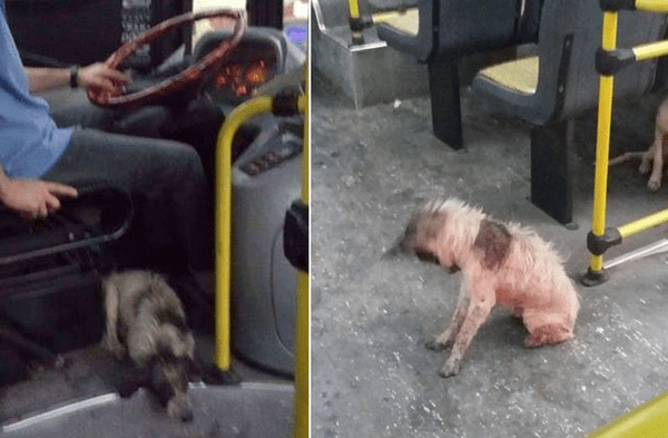 Facebook viral: Chofer de autobús detuvo el viaje por algunos segundos para socorrer a dos perros callejeros en peligro fotos