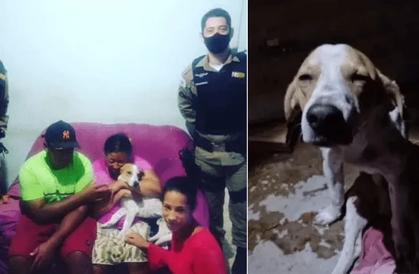 Facebook viral: Perro fue acuchillado cuatros veces por delincuente que intentaba asesinar a su dueña fotos
