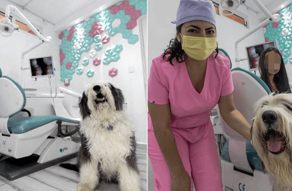 Facebook viral: Dentista tiene a su perro en el consultorio comoterapia para calmar a los pacientes asutadisos fotos