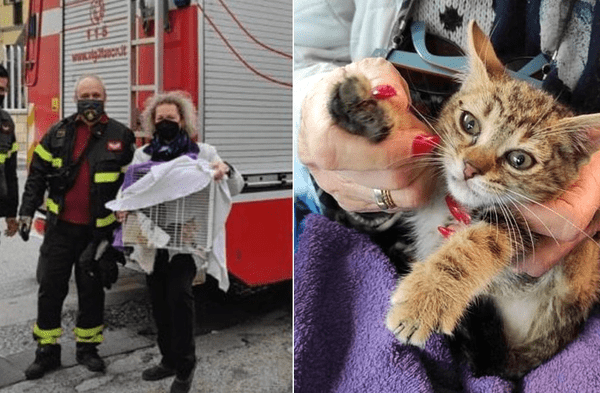 Facebook viral: Gato recién nacido atrapado en un ducto de ventilación fue rescatado por un grupo de bomberos fotos