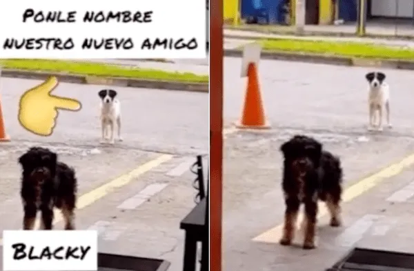 Youtube viral: Perro callejero se encontró con otro sin hogar y decidió llevarlo a un restaurante que regala comida video