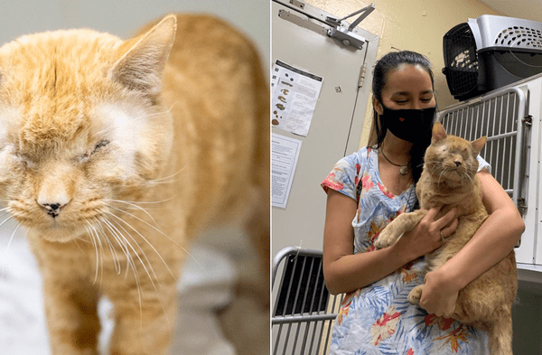 Youtube viral: Gato que perdió la visión por extraña enfermedad busca nueva familia tras perder a su dueño fallecido por Covid-19 fotos
