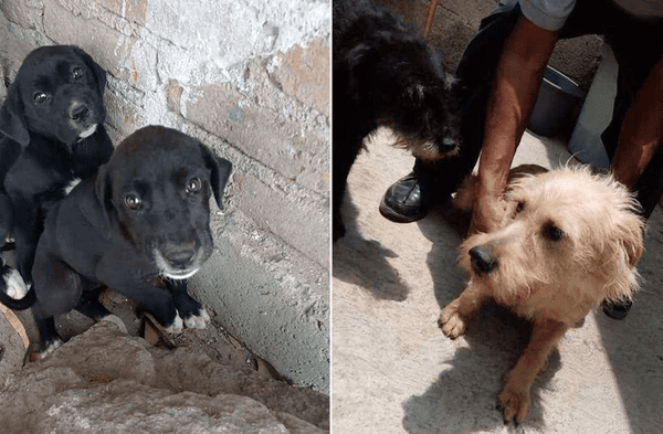 Facebook viral: Mujer ayuda a perros y gatos en situación de calle desde 2015 cuando le dejaron en su puerta a una cachorra semi muerta fotos